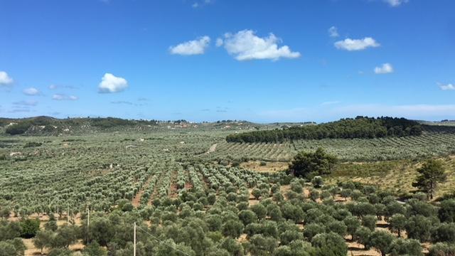 Tenuta Valle Della Corte Vieste Luaran gambar
